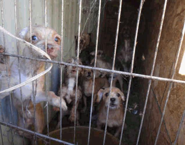 Dogs rescued from hoarder's house