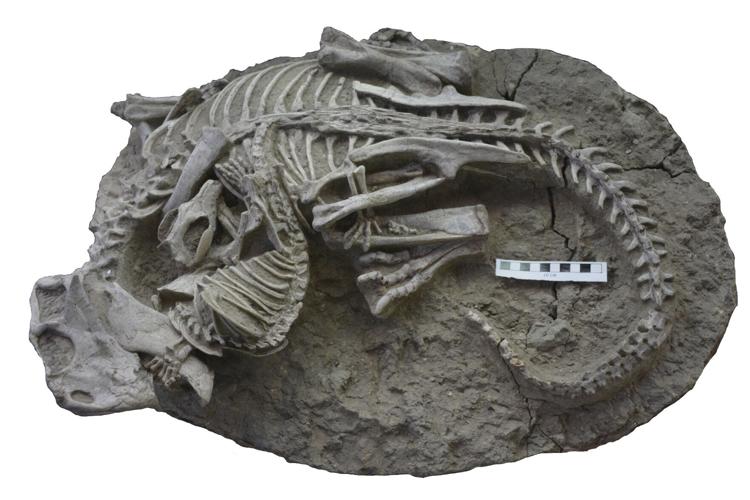Mammals Eating Dinosaurs