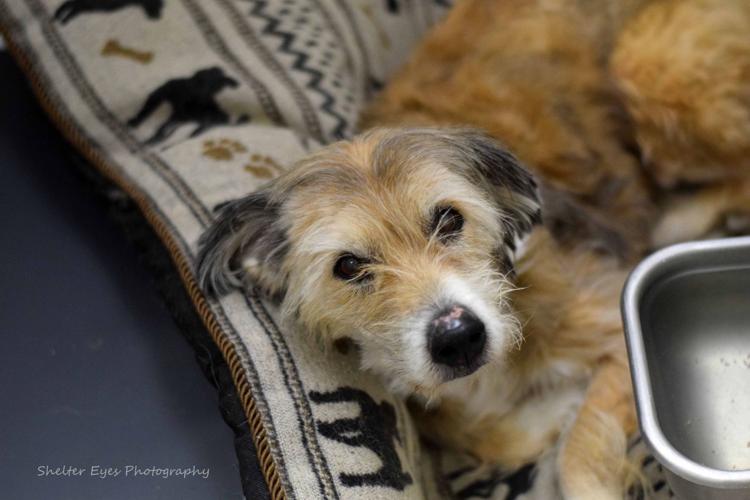 Adopt a friend: Granville