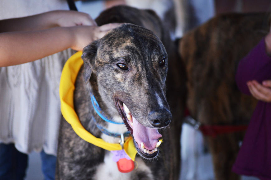 Southern Arizona Greyhound Adoption