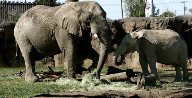 Reid Park Zoo seeks partners to donate animal snacks    