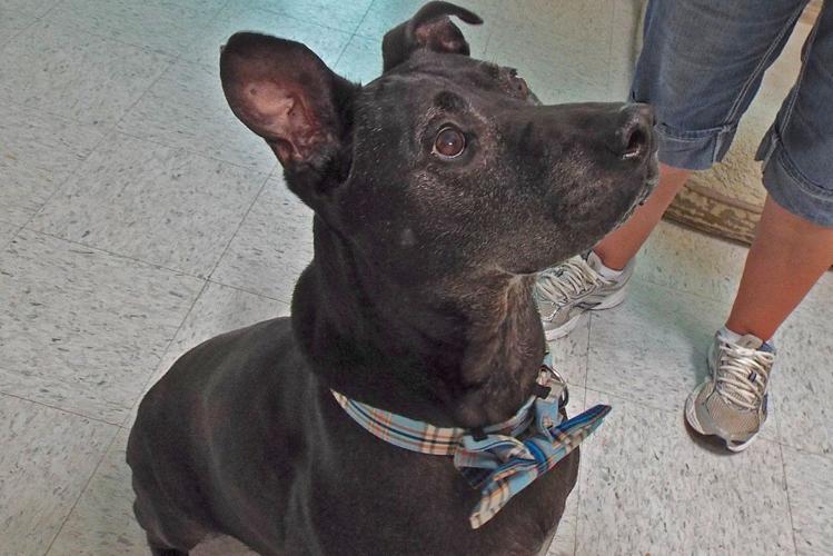 Adopt a friend: Spencer