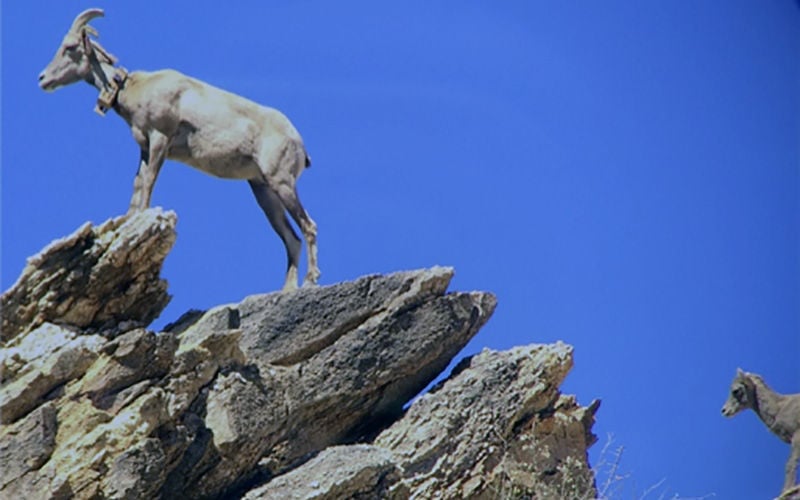 Young mountain lion killed after bighorn death in Catalina Mountains