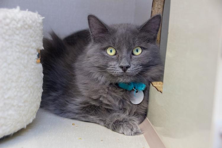 Adopt a friend: Clyde
