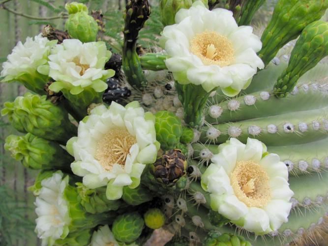 Saguaro in bloom