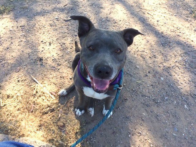 Adopt a friend: Bella