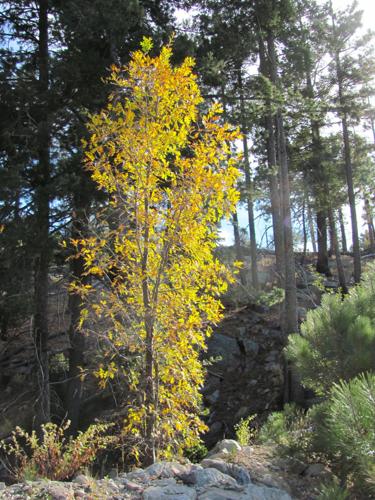 Tree dressed for autumn