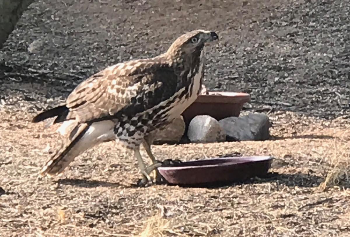 Backyard wildlife