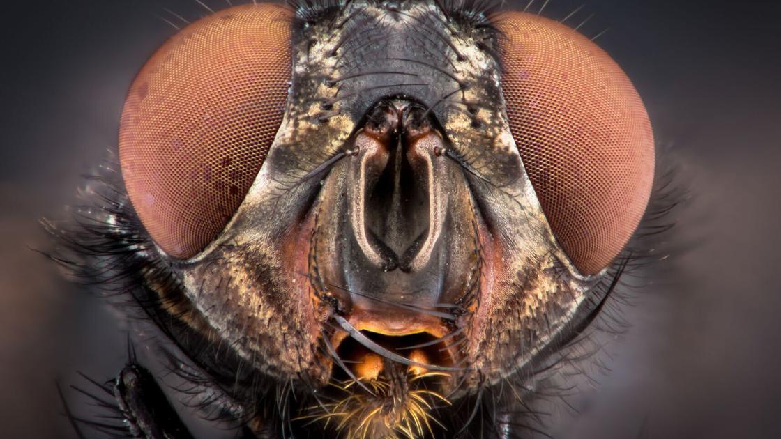 Flies evade your swatting thanks to sophisticated vision and neural shortcuts
