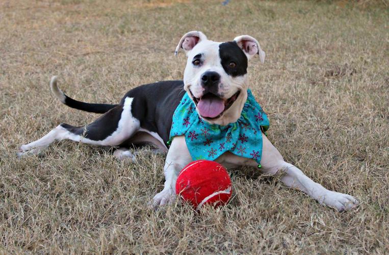 Adopt A Friend: Lily