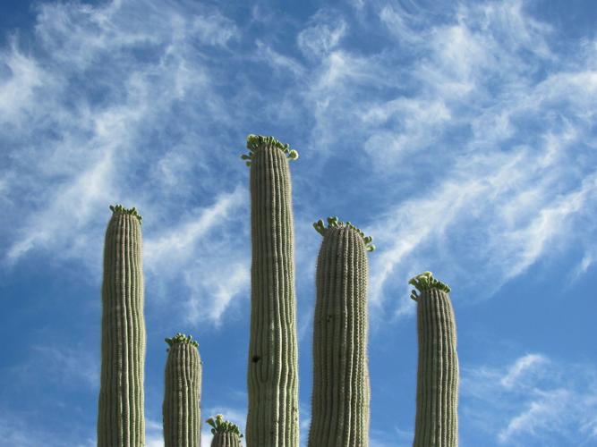 Saguaros along trail