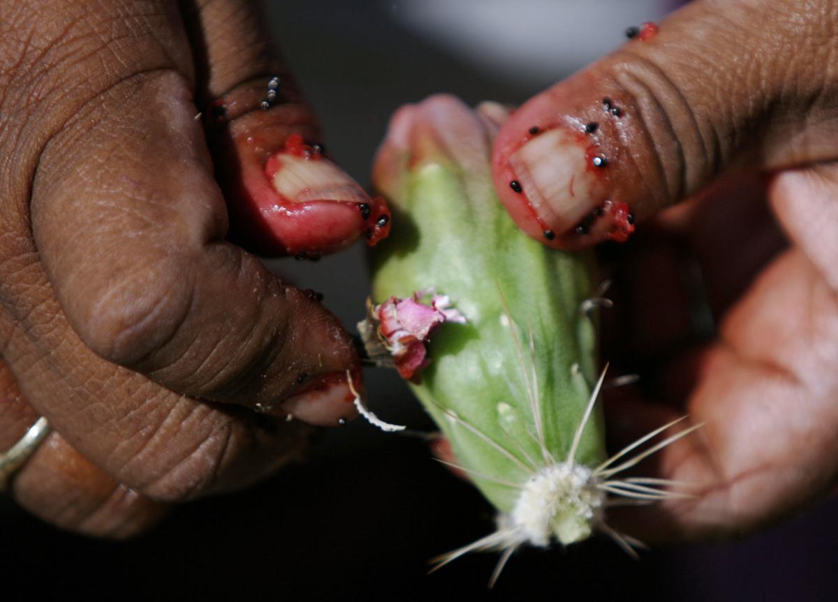 Pitaya, desierto, saguaro fruit (LE)