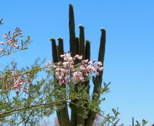 Ironwood blooms
