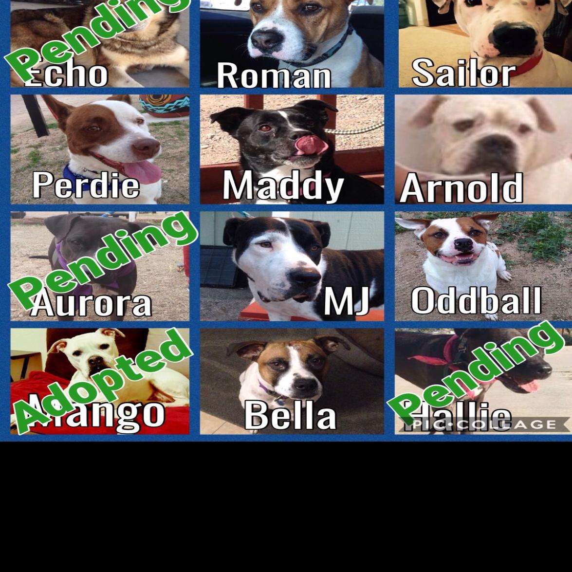 Closing Tucson Dog Rescue Group Still Seeking Homes For 11 Dogs Local News Tucson Com