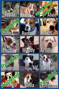 Closing Tucson dog-rescue group still seeking homes for 11 dogs