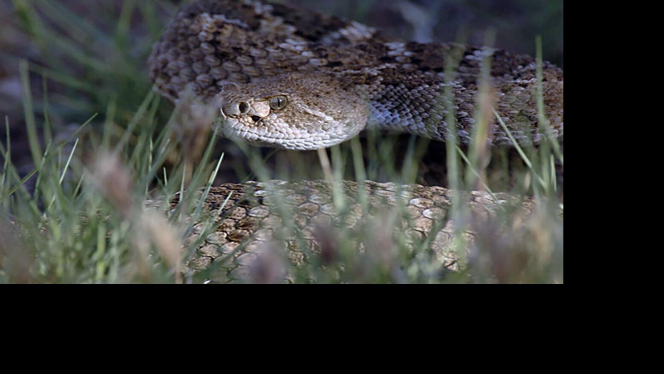 In Tucson it's time for snakes to rattle, coil and bite | Local news ...