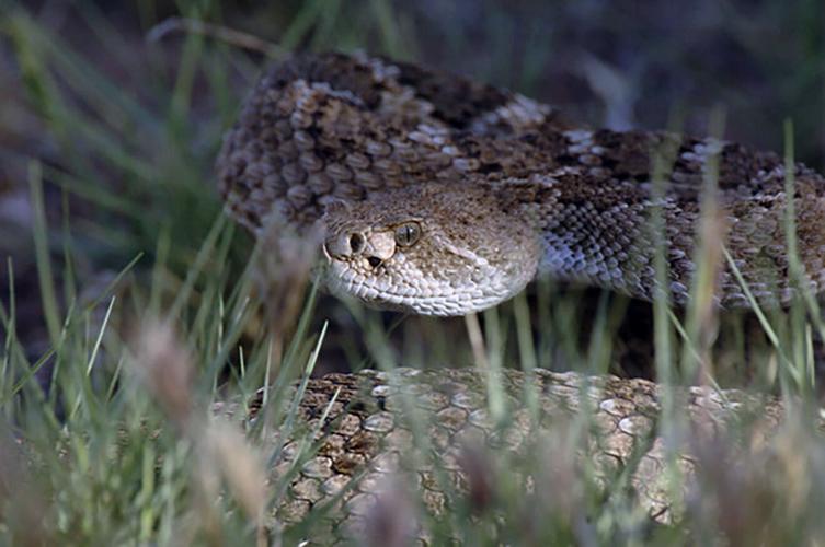 Time for snakes to rattle and coil in Tucson