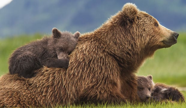 'Bears'