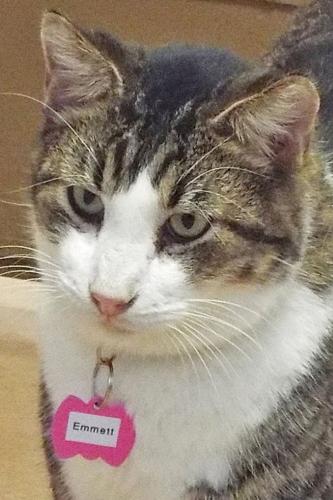 Adopt A Friend: Emmett