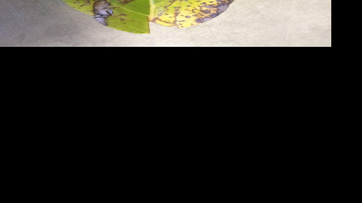 Garden Sage Can An Avocado Tree Find Happiness In The Tucson Area Sadly No All Things Green In Tucson Tucson Com