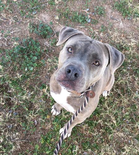 Adopt a friend: Shay