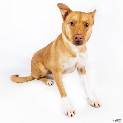 Adopt a friend: Duke