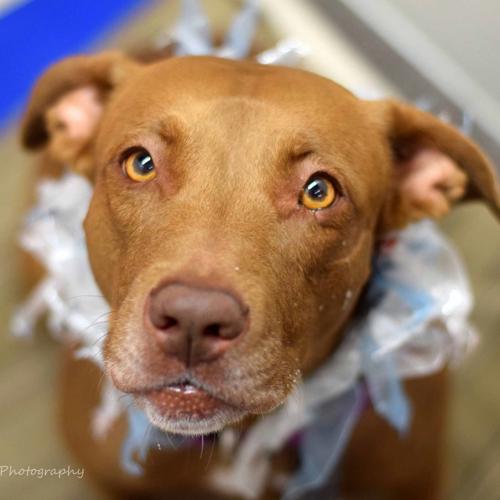 Adopt a friend: Ramona