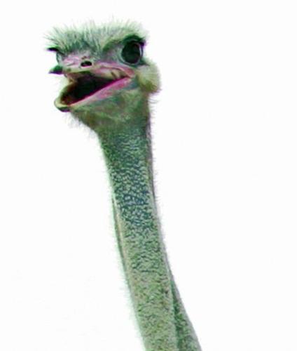 How would Earth fare if humans disappeared?  