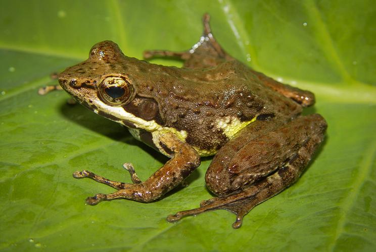 Endangered frogs
