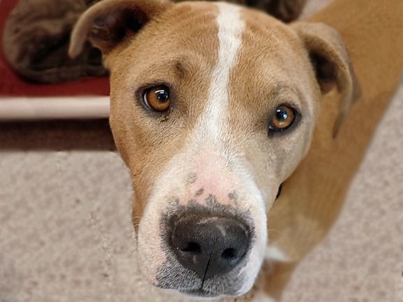 Adopt a friend: Libby