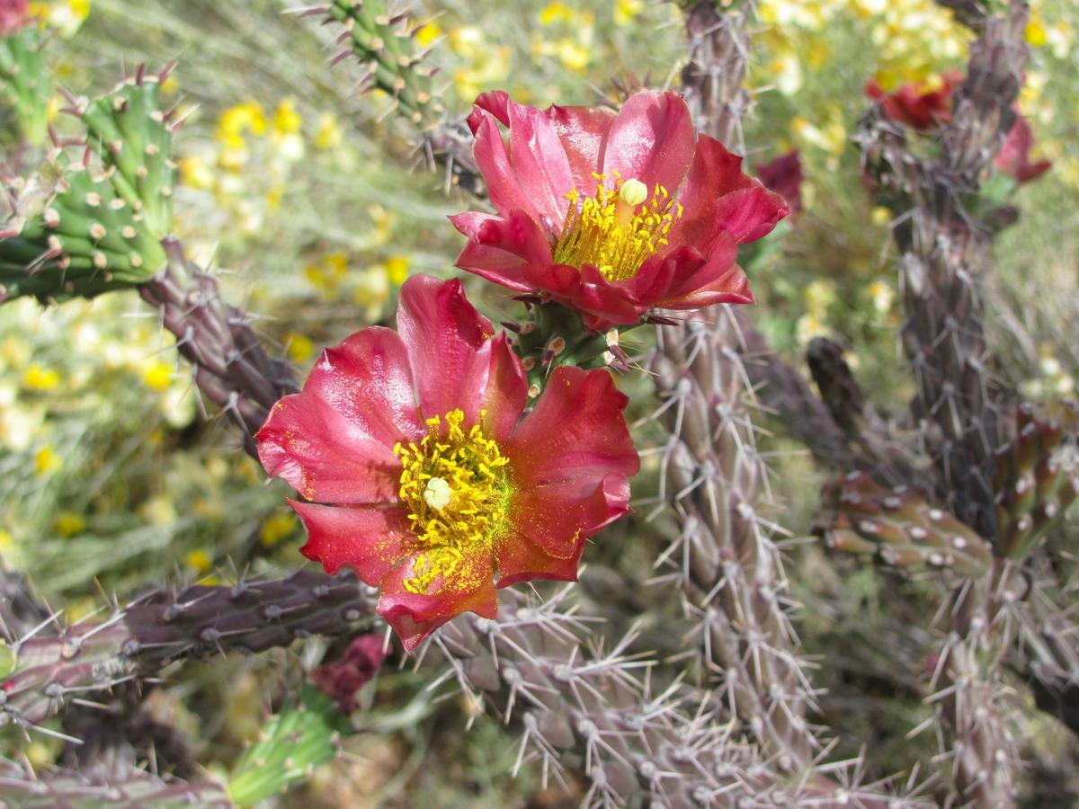 Cholla And Prickly Pear Cacti Are Blooming Bodaciously Local News Tucson Com Staghorn cholla cactus background with sky. cholla and prickly pear cacti are