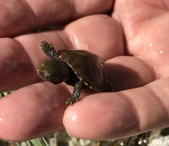International effort seeks to save 'tough' turtles found in remote Pima County pond