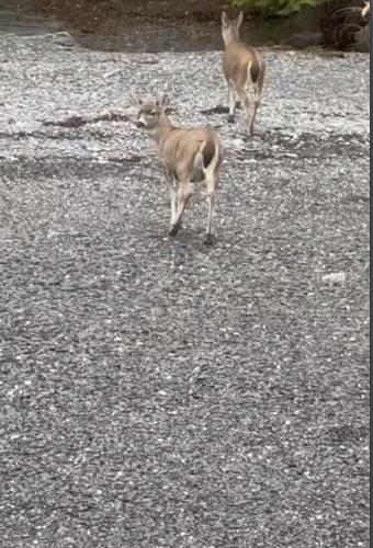 Alaska Deer Rescue