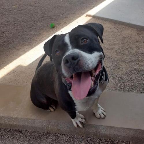 Adopt a friend: Wizard