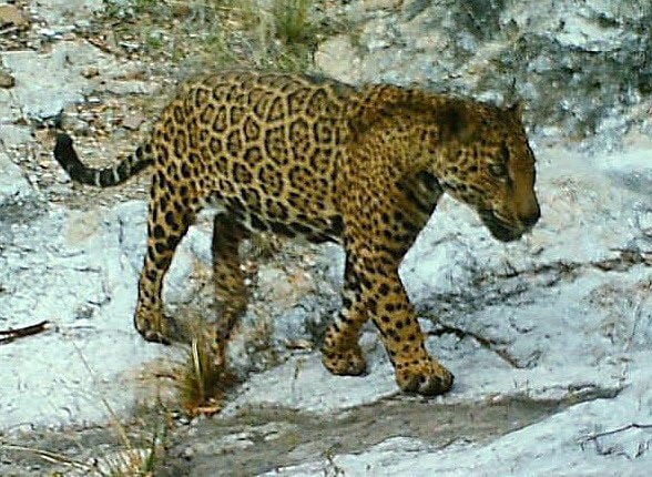 Rosemont Mine's impacts on endangered jaguar still hotly debated by federal  officials