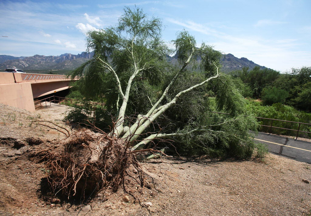 Uprooted palo verde