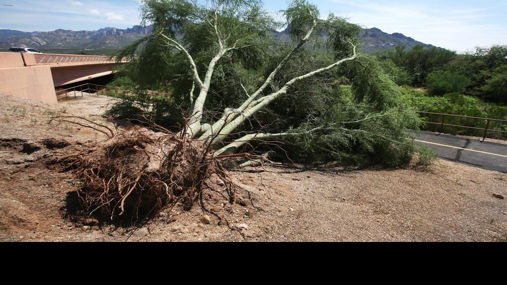 Palo verde beetles mainly a danger to unhealthy trees