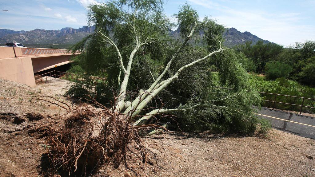 Palo verde beetles mainly a danger to unhealthy trees Palo verde beetles mainly a danger to unhealthy trees