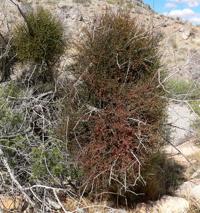 Garden Sage: Living with mistletoe and round-tailed ground squirrels