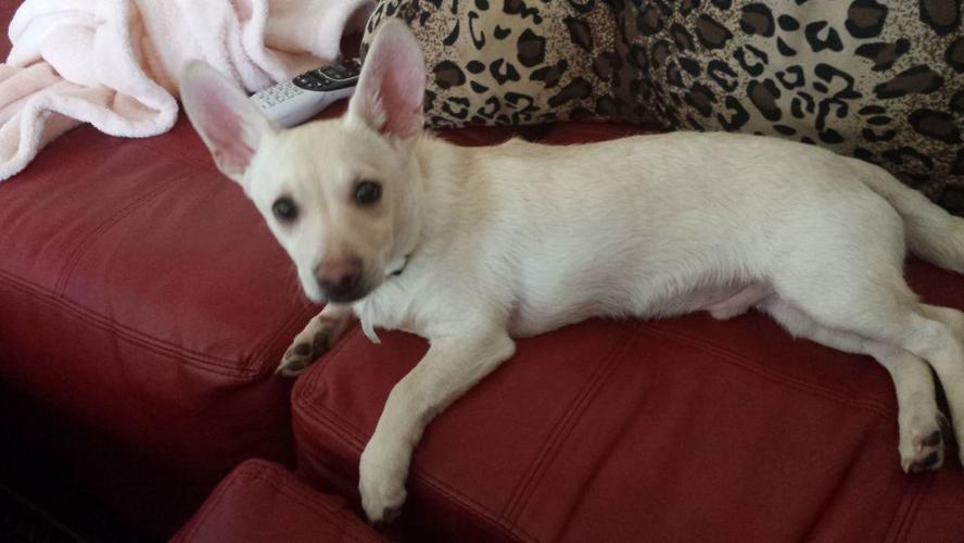 Happy National Dog Day!