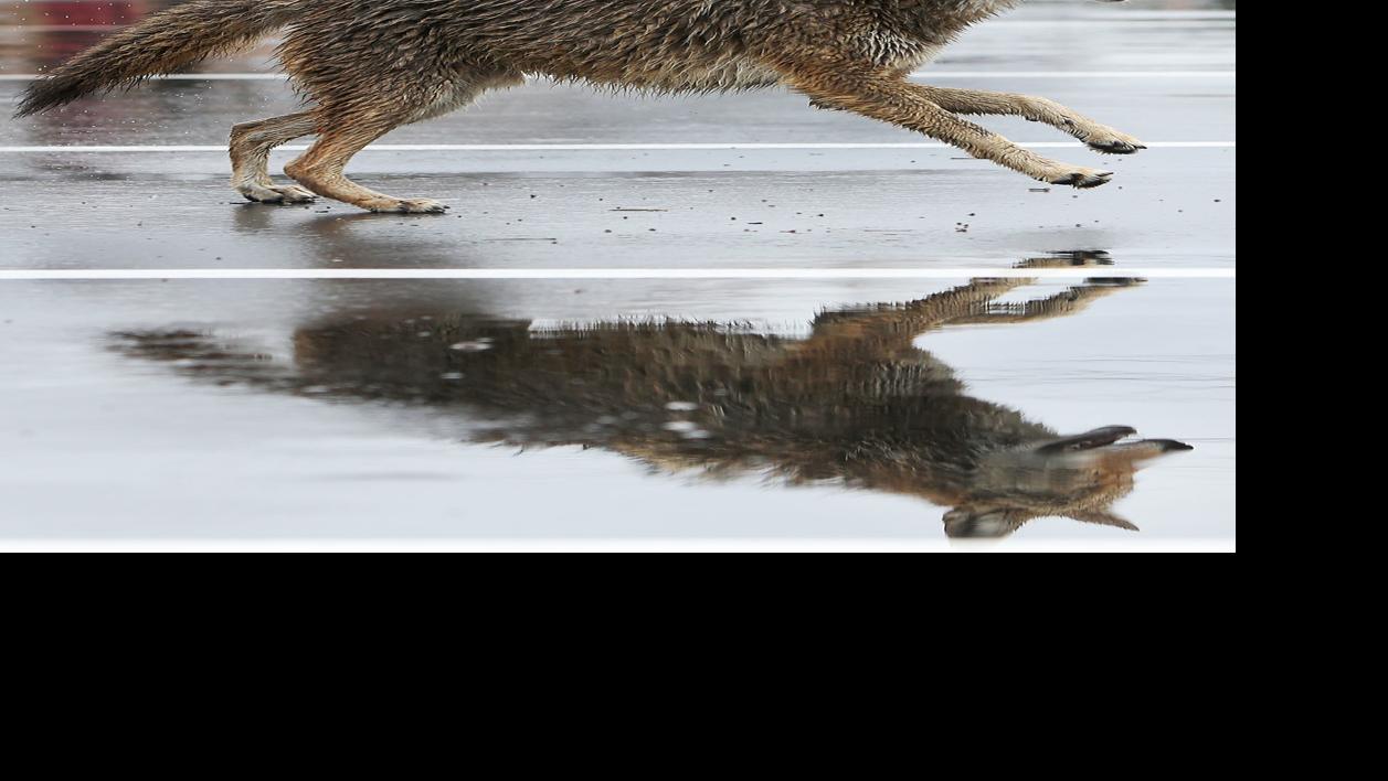 Officials haven't had to use paintball guns to deter coyotes in Tucson