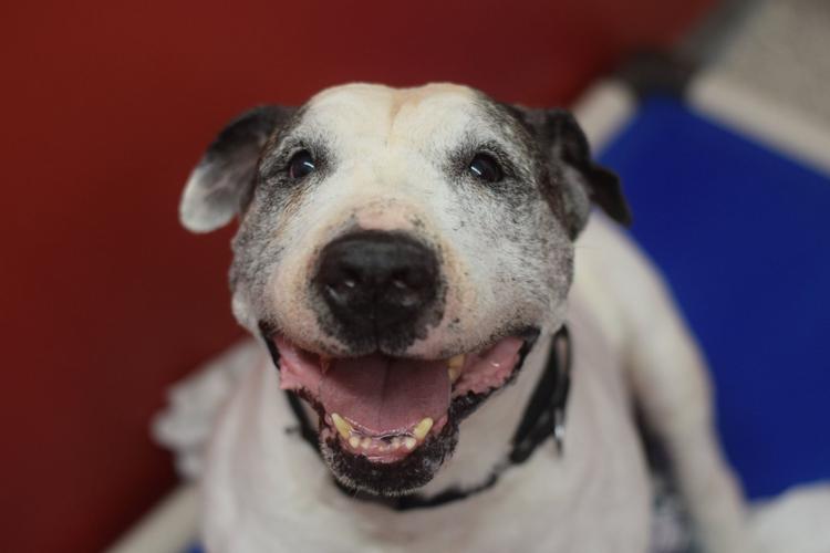 Adopt a friend: Bertram