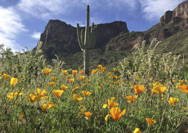 Poppies at Picacho Peak