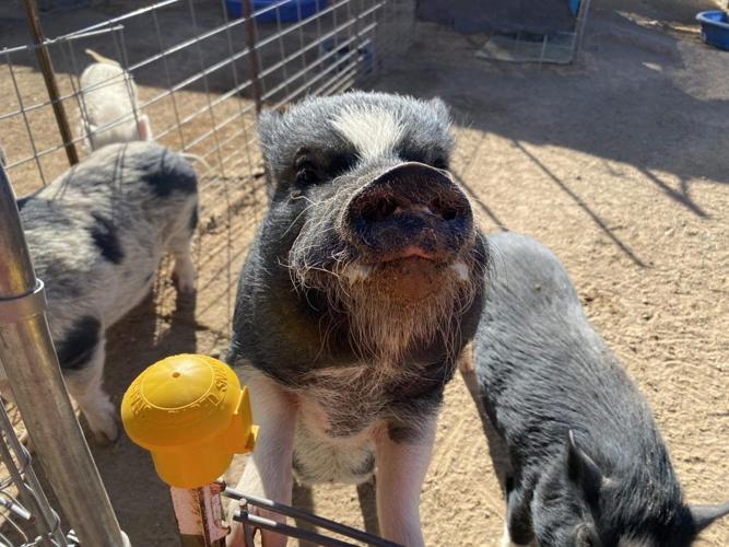 Ironwood Pig Sanctuary
