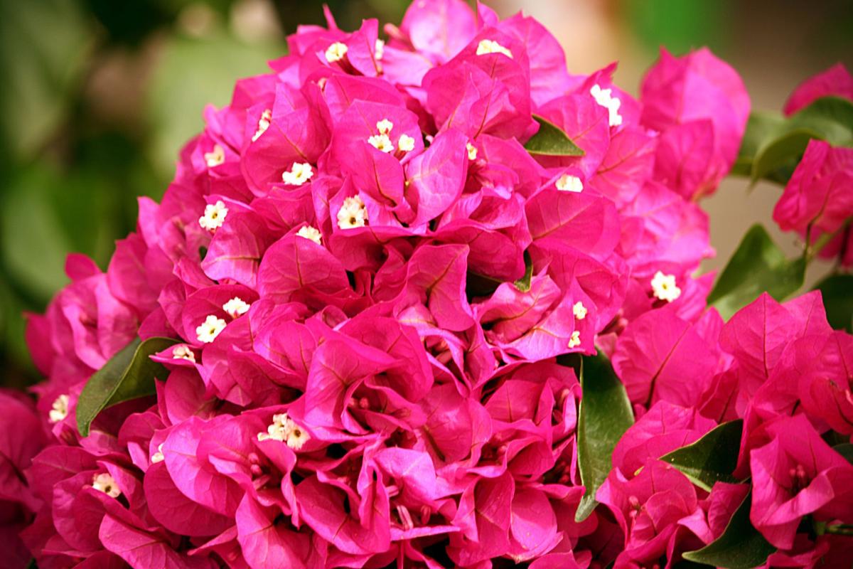 Gardensage: bougainvillea