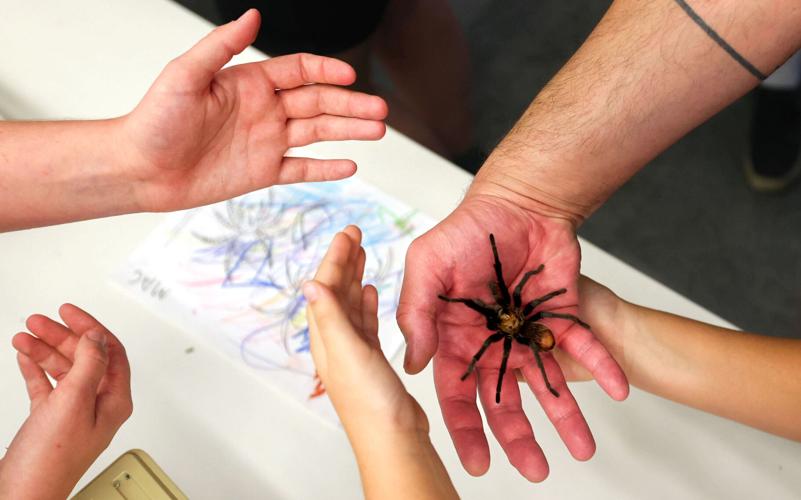13th annual Arizona Insect Festival