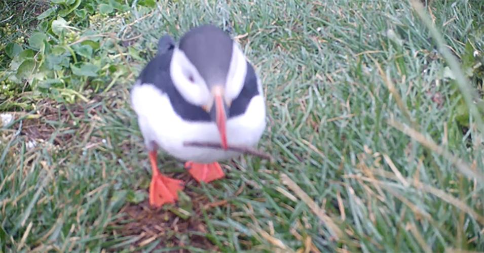 Puffin scratch