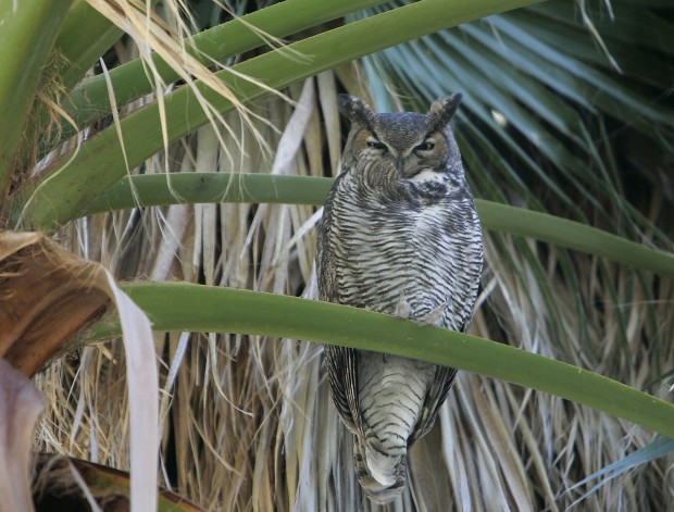 Roy P. Drachman-Agua Caliente Regional Park