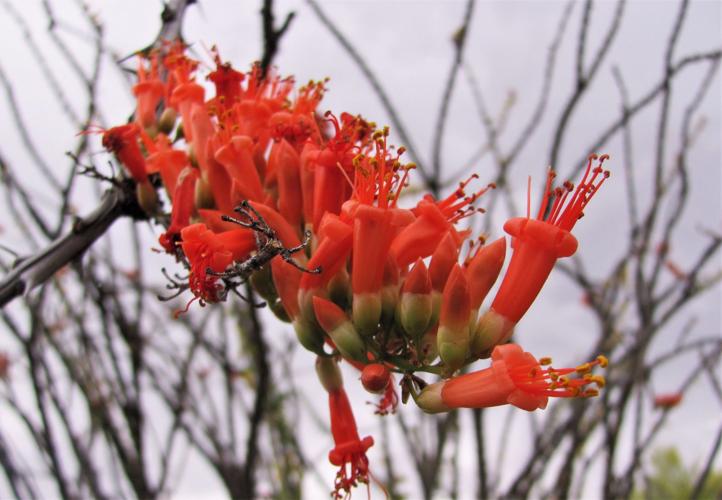Brilliant red ocotillo
