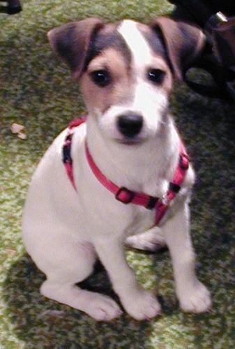 Happy National Dog Day!